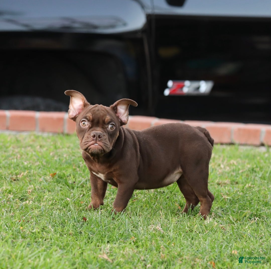 American Bully dogs for sale: American Bully Puppy 4 - Ad 1