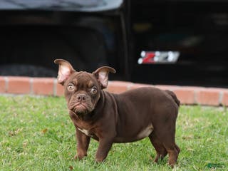 American Bully dogs American Bully Puppy 4 - Ad 20