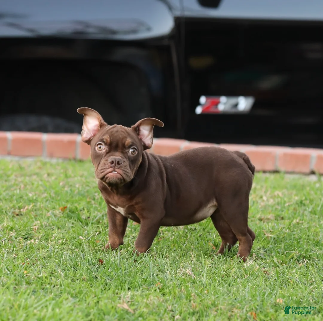 American Bully dogs for sale: American Bully Puppy 4 - Ad 1