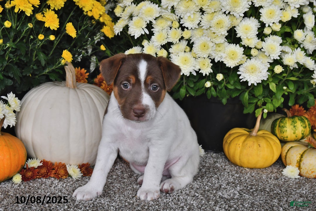 Jack Russell Terrier dogs for sale: Sierra - Ad 5