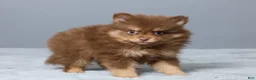 Pomeranian dogs for sale: Lyn - Ad 4