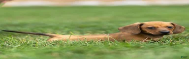 Mikey Miniature Dachshund 