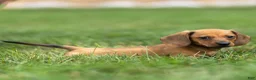 Miniature Dachshund dogs for sale: Mikey Miniature Dachshund  - Ad 1
