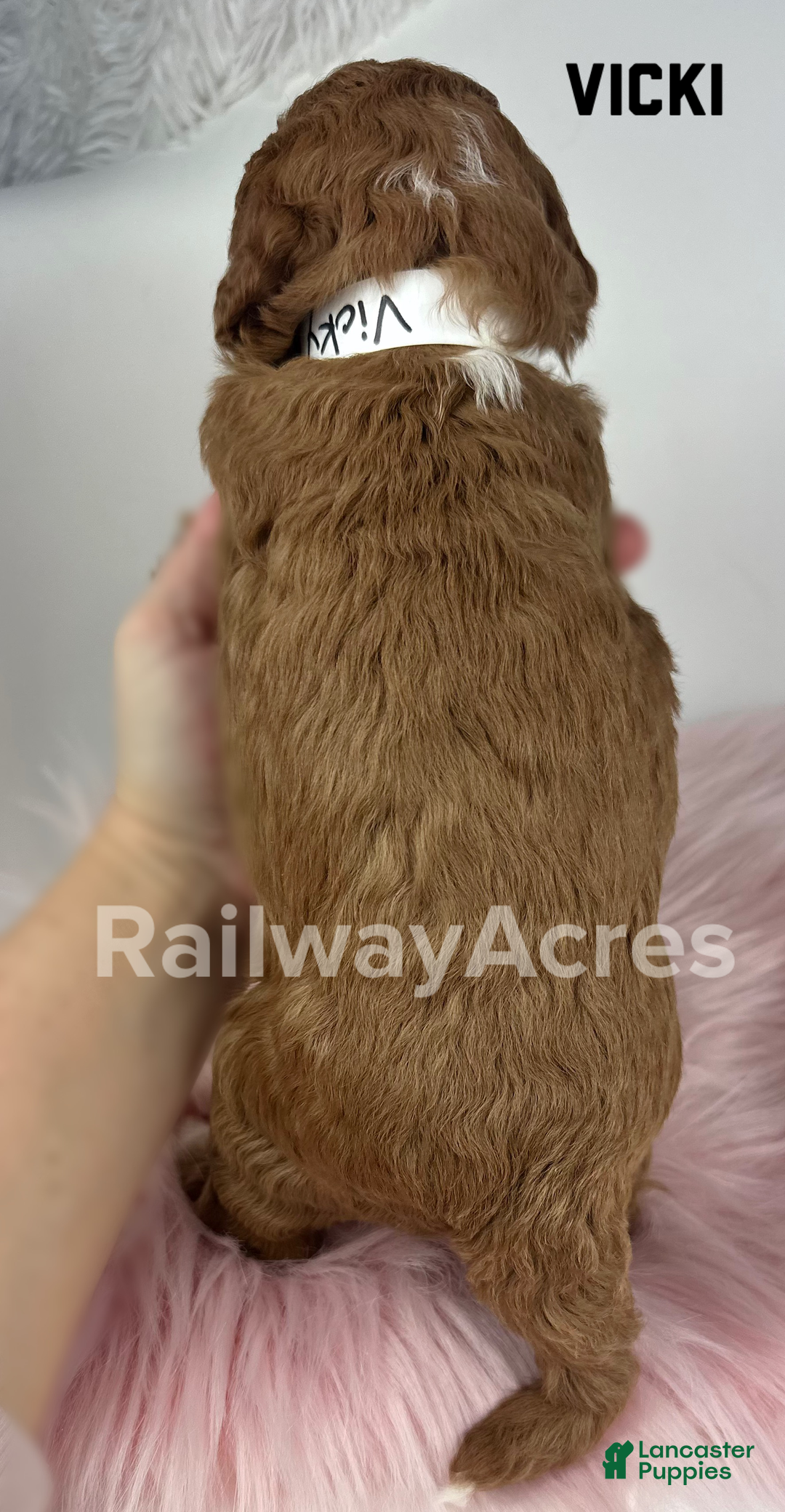 Mini Goldendoodle dogs for sale: Vicki-Petite - Ad 2