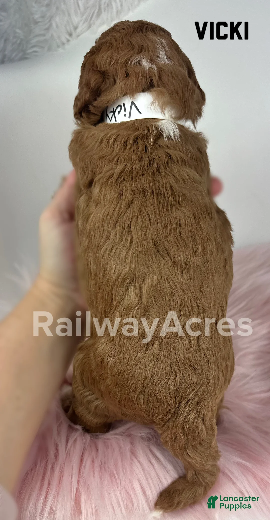 Mini Goldendoodle dogs for sale: Vicki-Petite - Ad 3