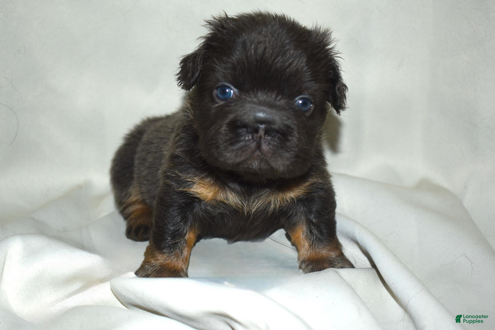French Bulldog dogs Blue Tri Fluffy French Bulldog  - Ad 35