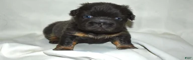 Blue Tri Fluffy French Bulldog 