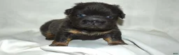French Bulldog dogs for sale: Blue Tri Fluffy French Bulldog  - Ad 1