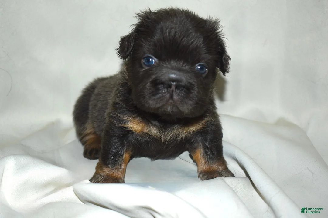 French Bulldog dogs for sale: Blue Tri Fluffy French Bulldog  - Ad 1