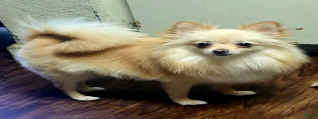 Nala