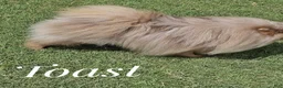 Pomeranian dogs for sale: Toast - Lavender Merle - Ad 2