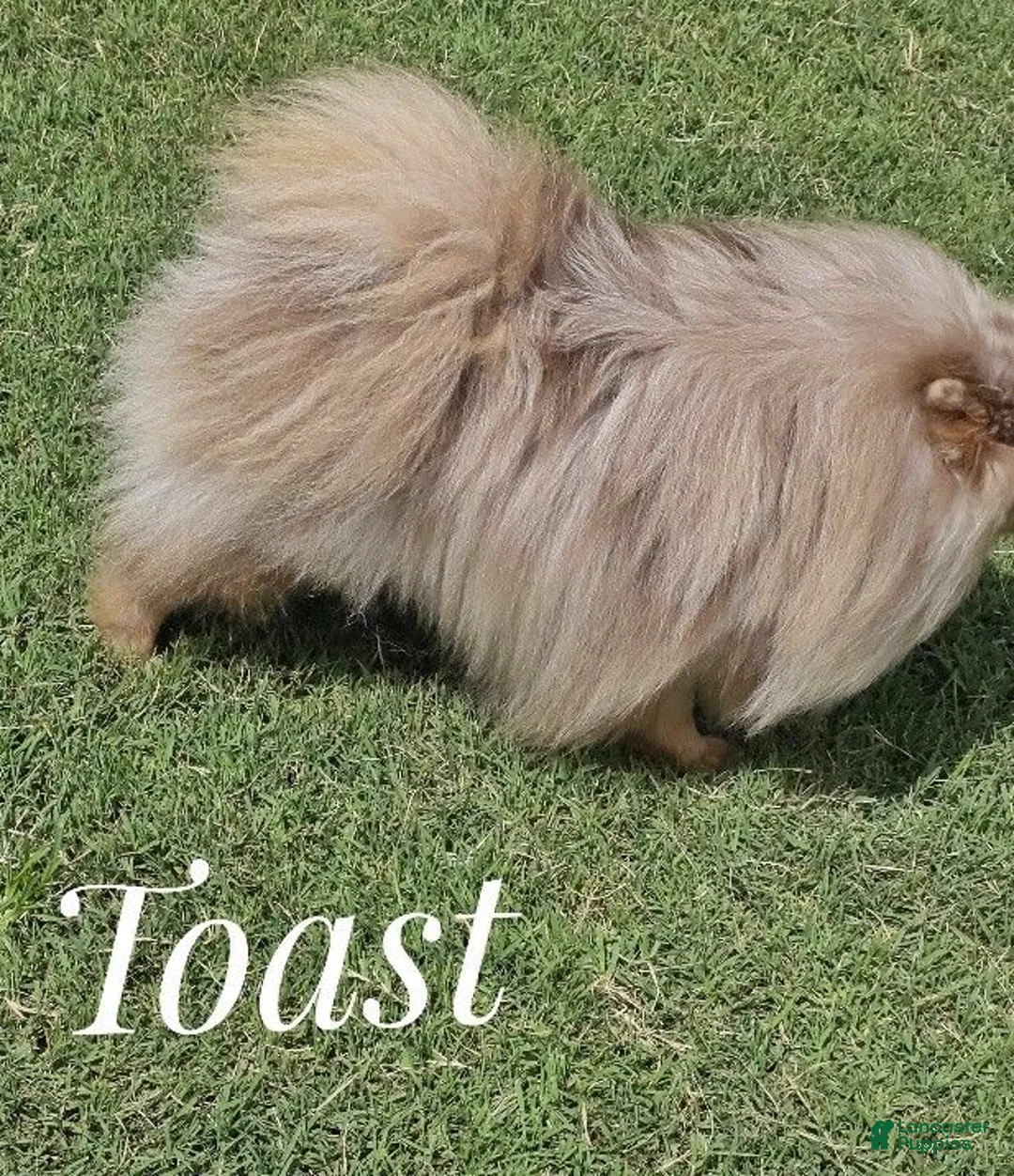 Pomeranian dogs for sale: Toast - Lavender Merle - Ad 2