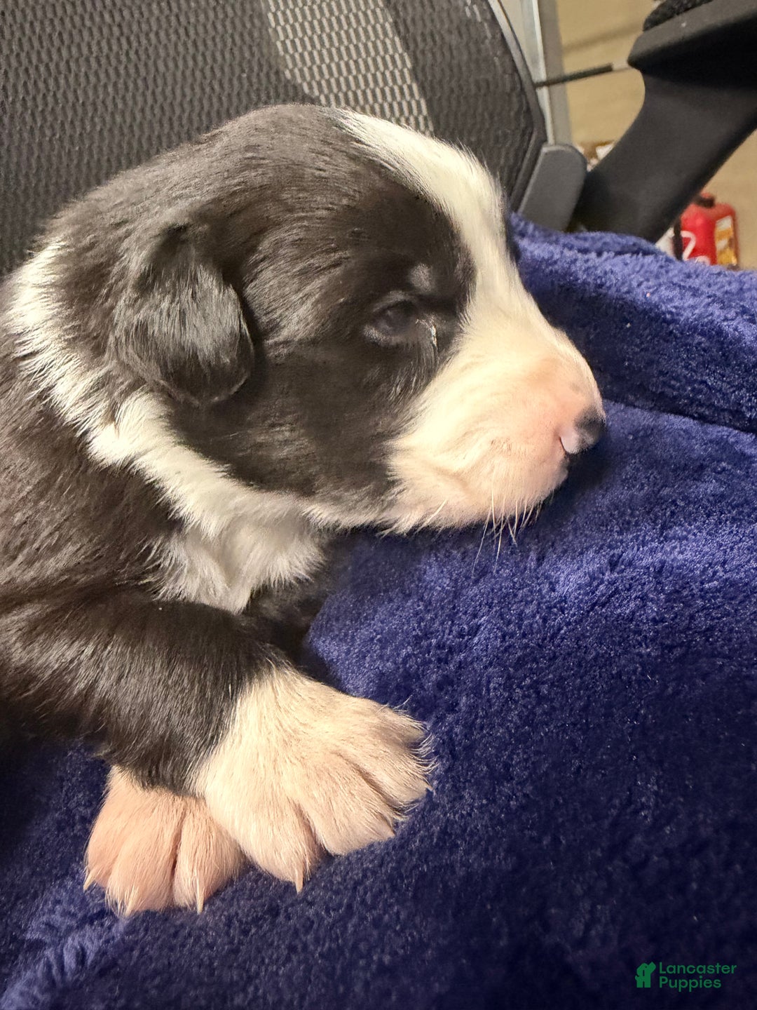 Australian Shepherd dogs for sale: Australian Shepherd Puppy - Georgia  - Ad 5
