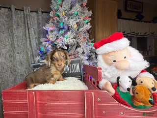 Miniature Dachshund dogs Pra clear AKC CH BRED RUSSIAN DAPPLE - Ad 7