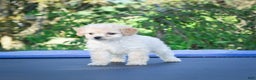 Cavapoo dogs for sale: Callie - Ad 6