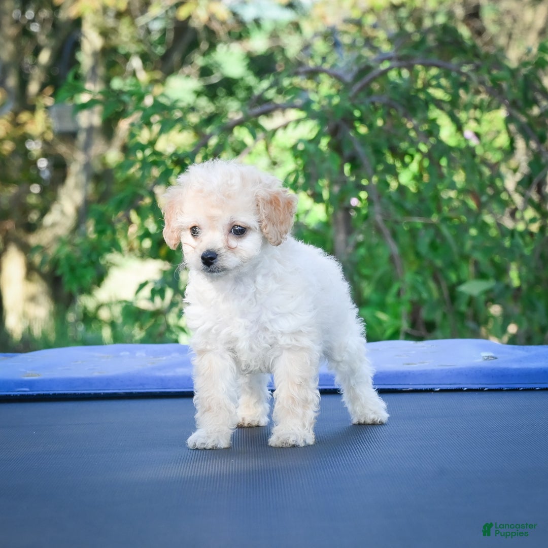 Cavapoo dogs for sale: Callie - Ad 6