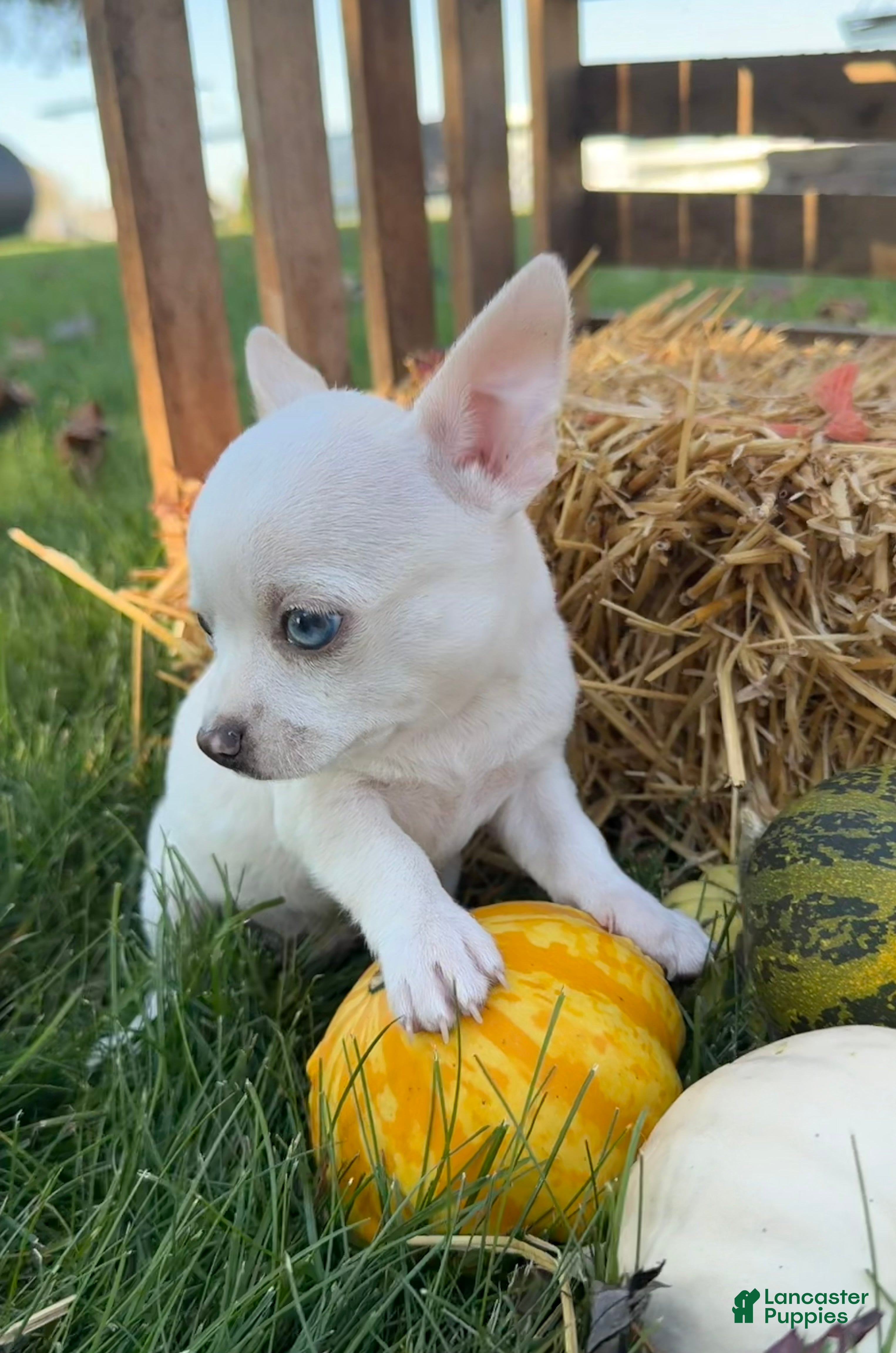 Chihuahua dogs for sale: Asher - Ad 2