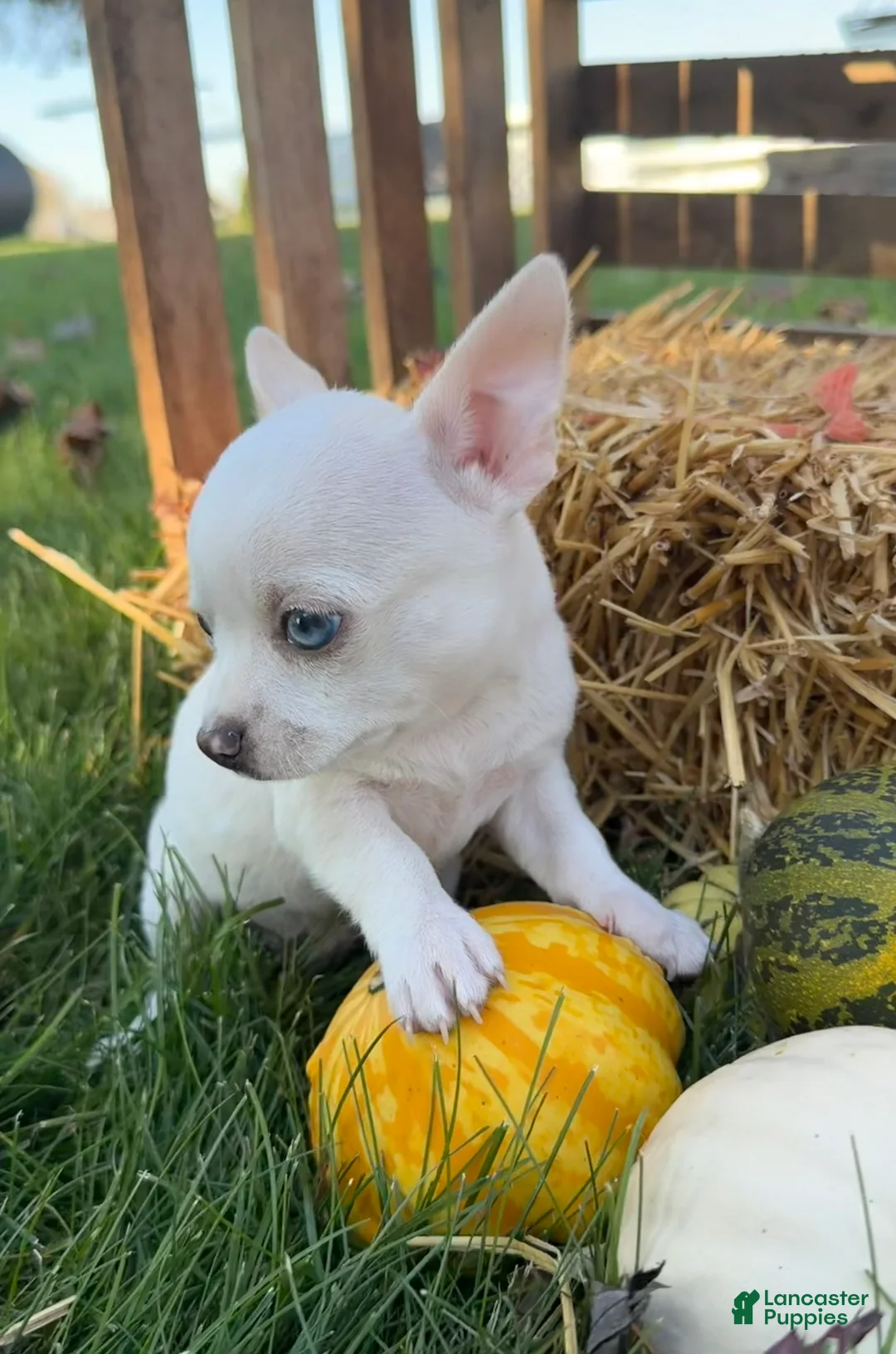 Chihuahua dogs for sale: Asher - Ad 2