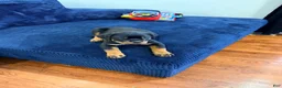 Rottweiler dogs for sale: Yoshi - Ad 4