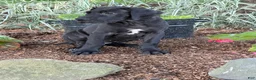 Great Dane dogs for sale: Pam Great Dane  - Ad 11
