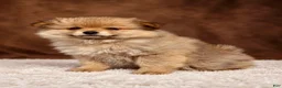 Pomeranian dogs for sale: Pomeranian 4 - Ad 6