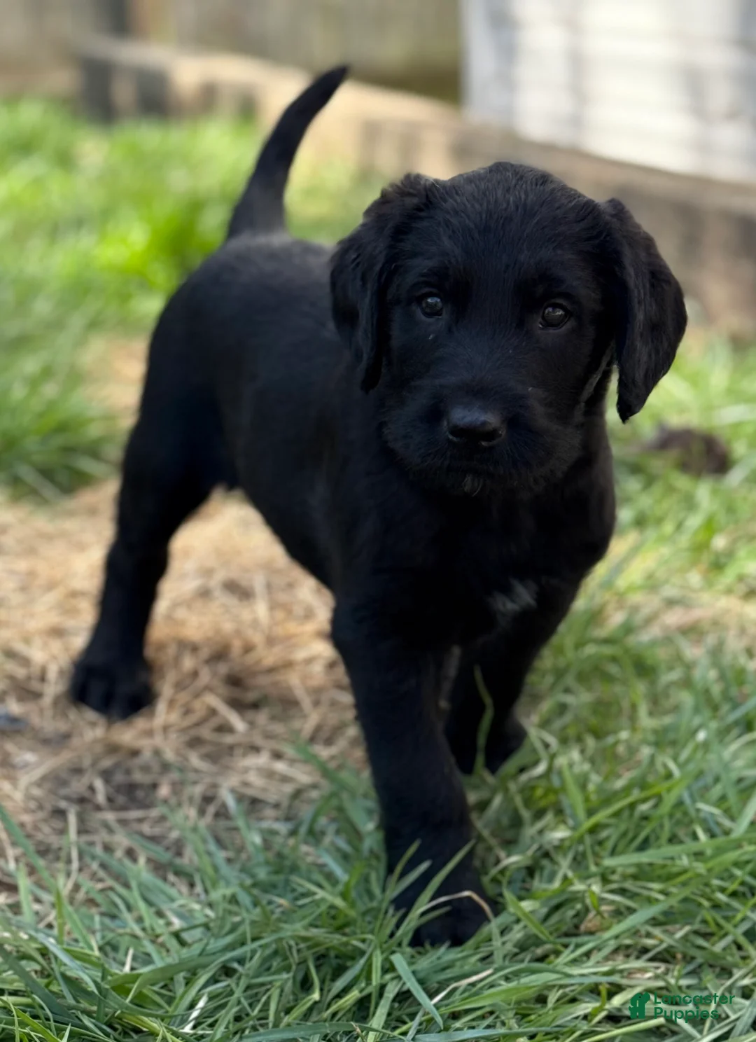 Mixed Breed dogs for sale: Mixed Breed Puppy 2 - Ad 2