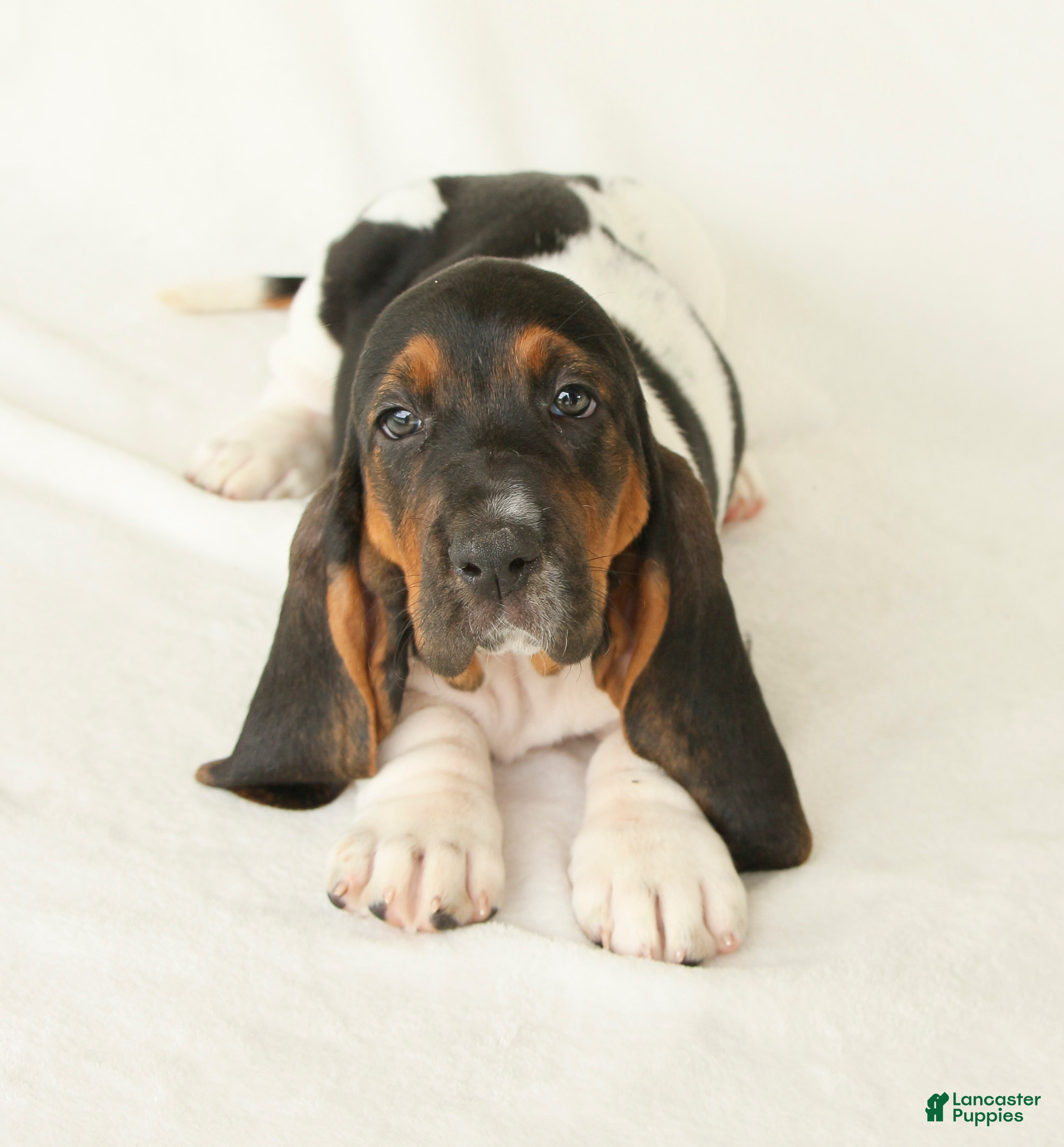 Basset Hound dogs Arwen - Ad 1