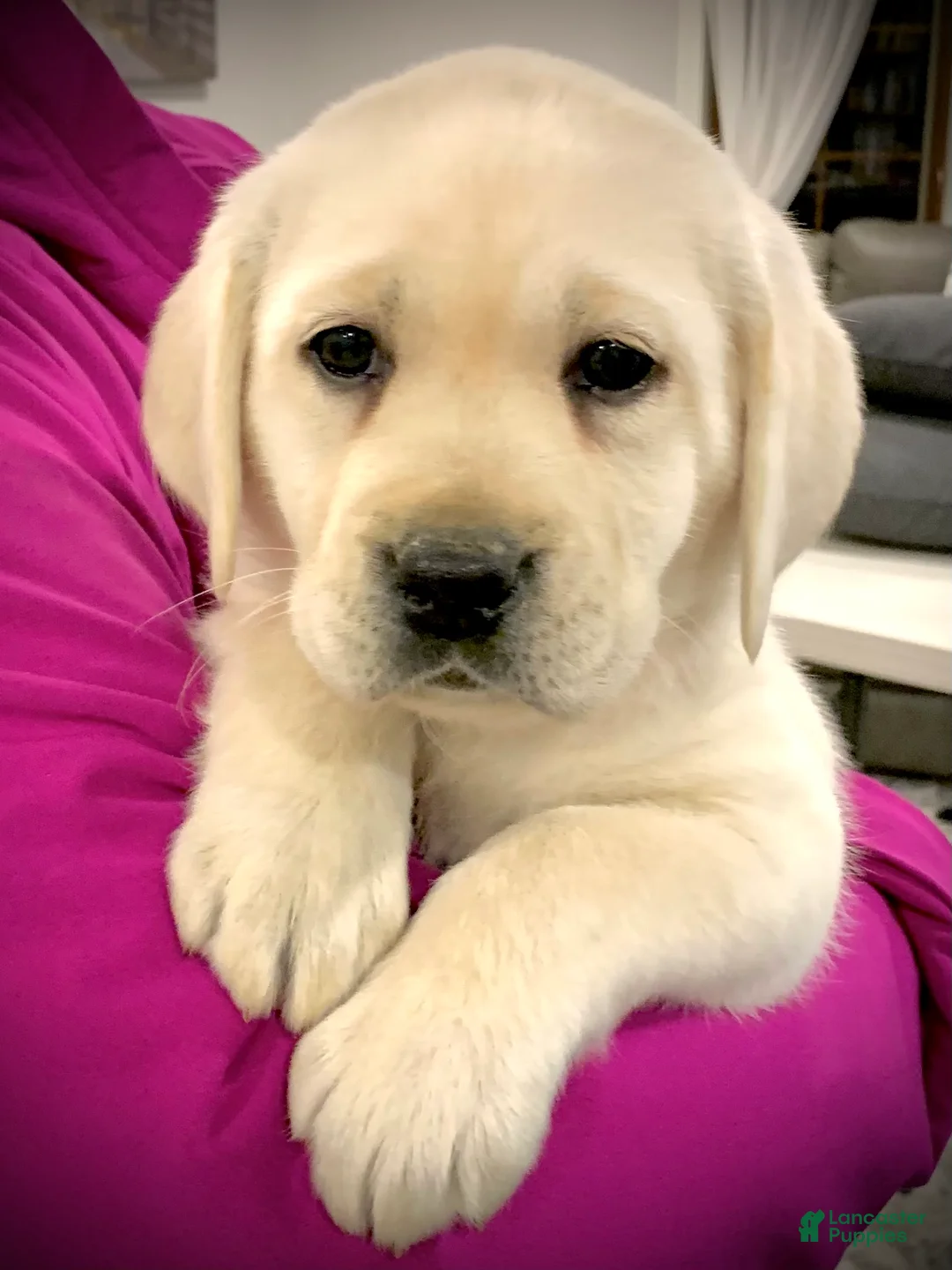 Labrador Retriever dogs for sale: Hazel - Ad 1