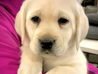 Labrador Retriever dogs Hazel - Ad 35