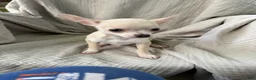 Chihuahua dogs for sale: Female Merle short coat  - Ad 4