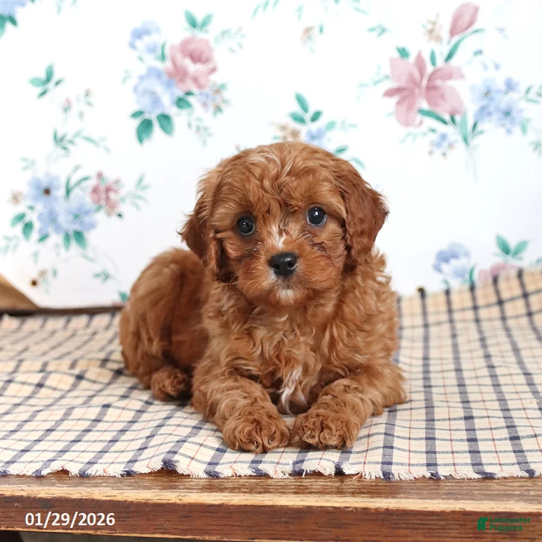 Cavapoo dogs for sale: Perry - Ad 5
