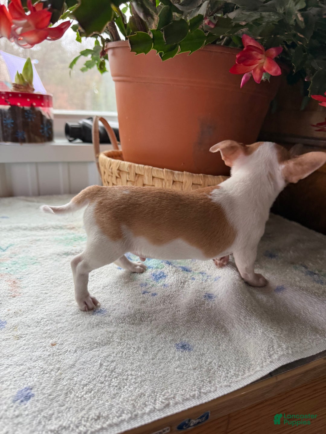 Chihuahua dogs for sale: Tater tot - Ad 2