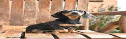Dachshund dogs for sale: Hunter - Ad 4