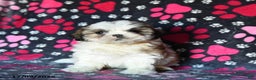 Shihpoo dogs for sale: Marty - Ad 2