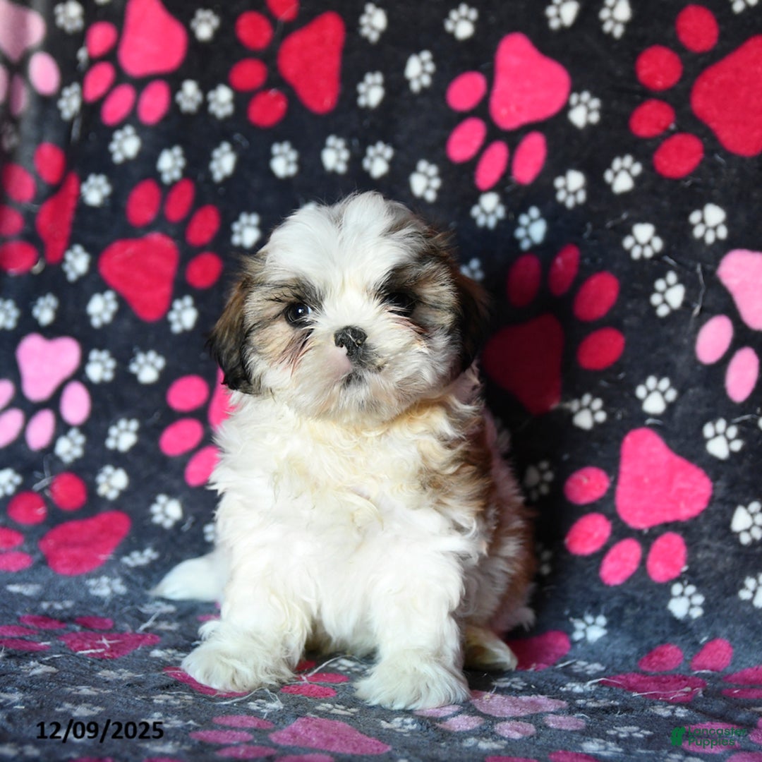 Shihpoo dogs for sale: Marty - Ad 2