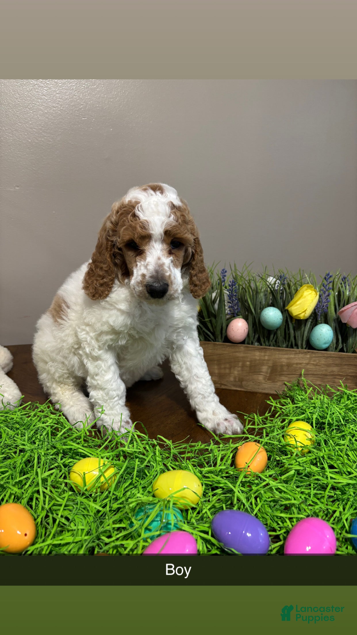 Standard Poodle dogs Andy - Ad 1