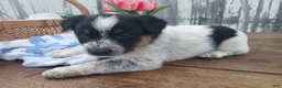 Australian Cattle Dog dogs for sale: Australian Cattle Dog Puppy 5 Noel - Ad 2