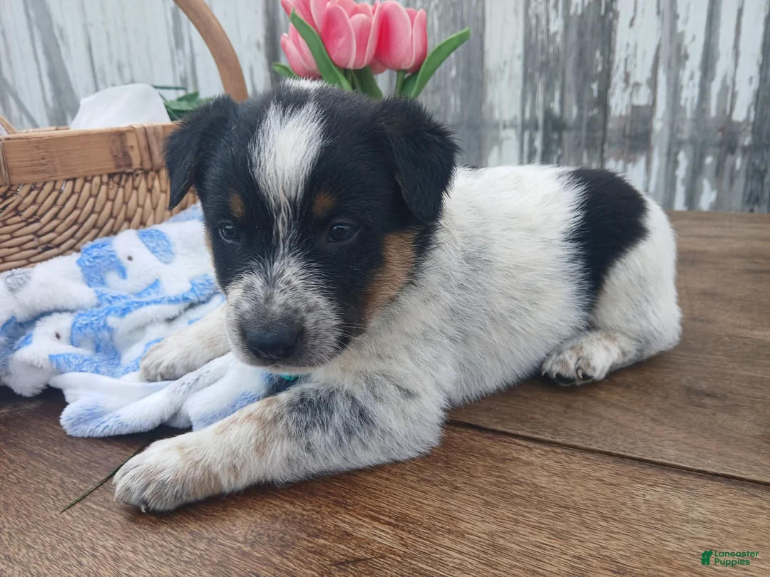 Australian Cattle Dog dogs for sale: Australian Cattle Dog Puppy 5 Noel - Ad 2