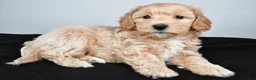 Maltipoo dogs for sale: Lexie - Ad 9