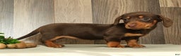 Miniature Dachshund dogs for sale: Molly - Ad 4