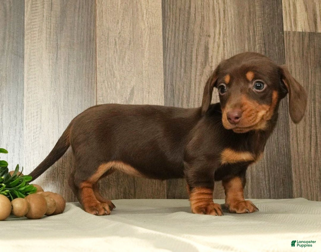 Miniature Dachshund dogs for sale: Molly - Ad 4