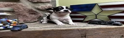 Chihuahua dogs for sale: 🐾Milhouse~Tricolor Chihuahua - Ad 3