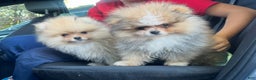 Pomeranian dogs for sale: Pomeranian Puppy 2 - Ad 8