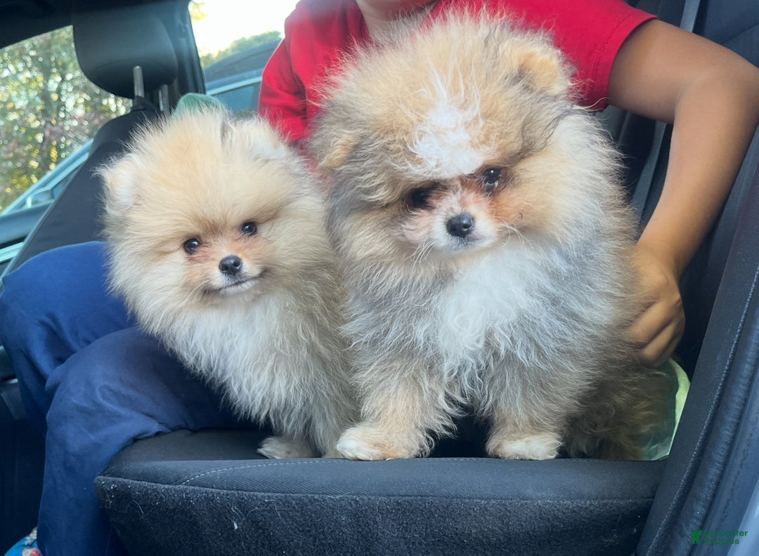 Pomeranian dogs for sale: Pomeranian Puppy 2 - Ad 8