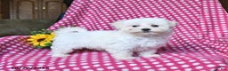 Maltipoo dogs for sale: Puddles - Ad 1