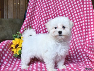 Maltipoo dogs Puddles - Ad 39