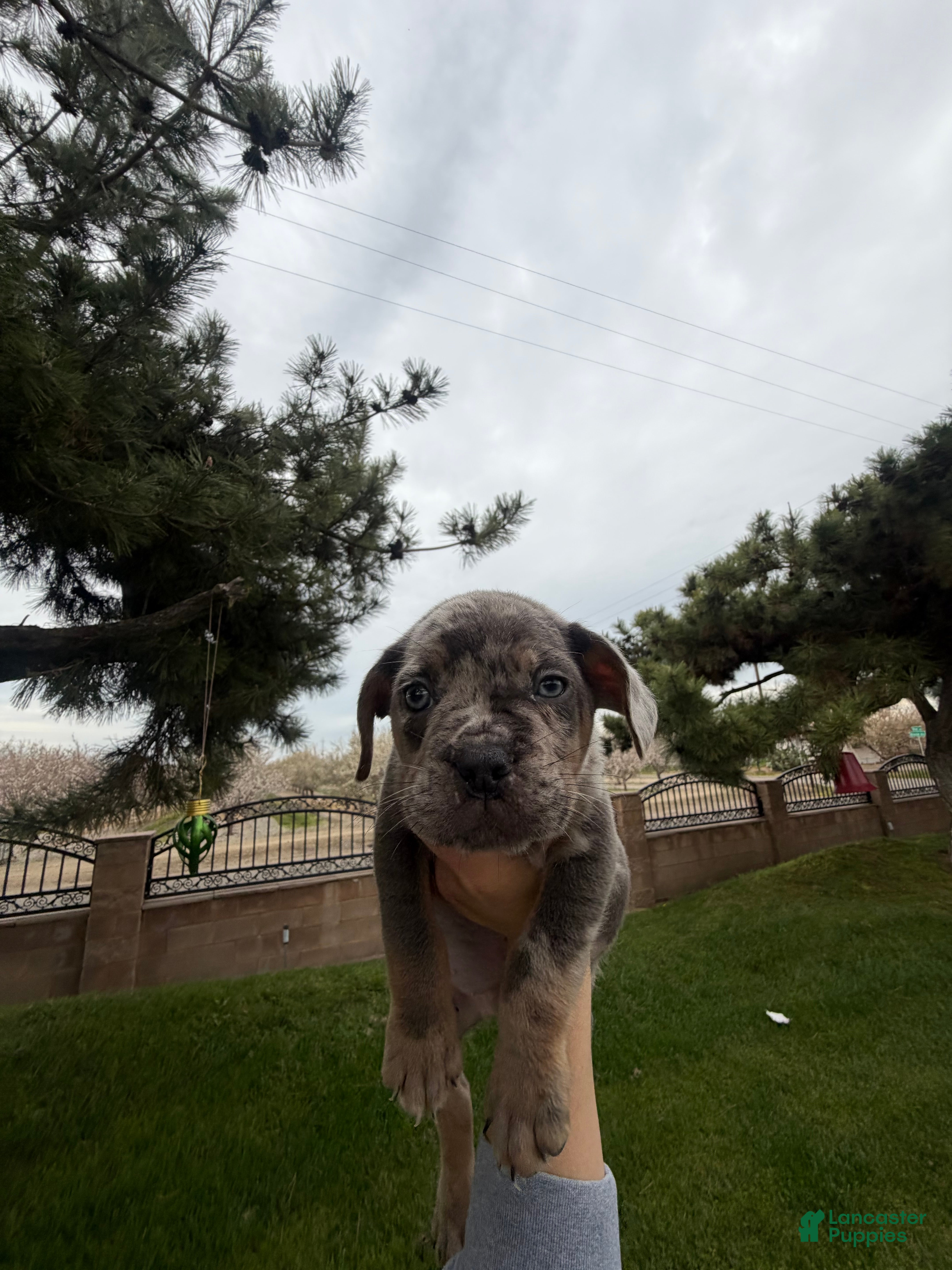 Mixed Breed dogs Mixed Breed Puppy 1 - Ad 31