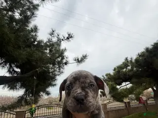 Mixed Breed dogs Mixed Breed Puppy 1 - Ad 31