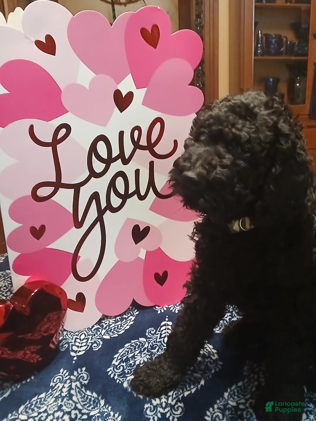 Standard Poodle dogs for sale: Standard Poodle Puppy 1 - Ad 1