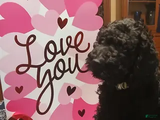 Standard Poodle dogs for sale: Standard Poodle Puppy 1 - Ad 2